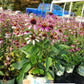 ECHINACEA PURPUREA `RUBY STAR`