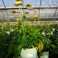 ECHINACEA PURPUREA `MELLOW YELLOWS`