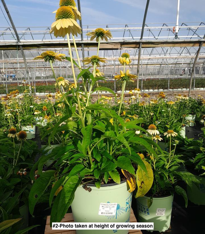 ECHINACEA PURPUREA `MELLOW YELLOWS`