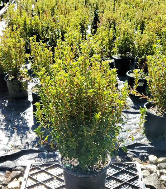 ENKIANTHUS CAMPANULATUS `SHOWY LANTERN`