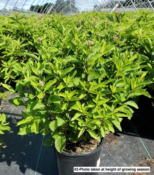 EUPATORIUM `BABY JOE`