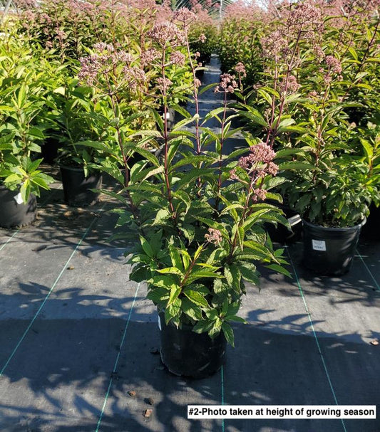 EUPATORIUM MACULATUM `GATEWAY`