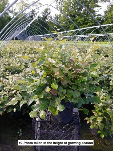 FOTHERGILLA MAJOR `MT. AIRY`