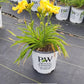 HEMEROCALLIS RAINBOW RHYTHM `ORANGE SMOOTHIE`