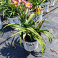 HEMEROCALLIS RAINBOW RHYTHM `STORM SHELTER`