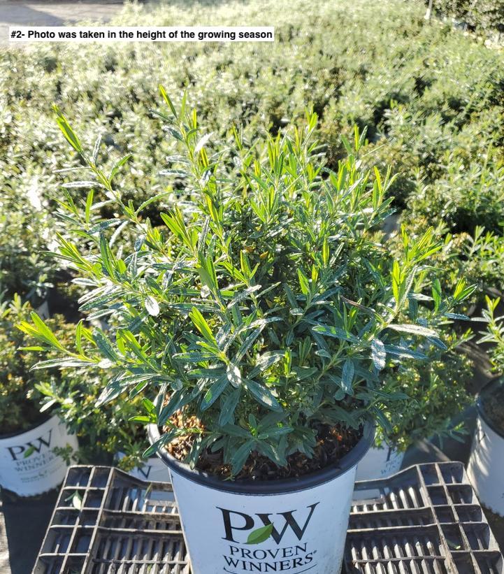 HYPERICUM KALMIANUM `BLUES FESTIVAL`