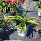HEMEROCALLIS RAINBOW RHYTHM `NOSFERATU`