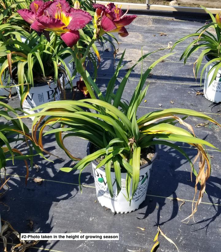 HEMEROCALLIS RAINBOW RHYTHM `NOSFERATU`