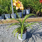 HEMEROCALLIS RAINBOW RHYTHM `KING OF THE AGES`