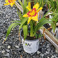 HEMEROCALLIS RAINBOW RHYTHM `TIGER SWIRL`