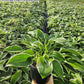 HOSTA `FRANCEE`
