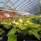 HOSTA `SUM & SUBSTANCE`