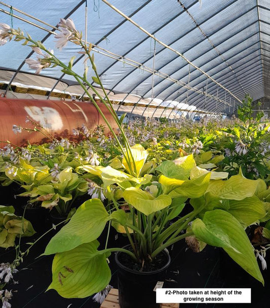 HOSTA `SUM & SUBSTANCE`