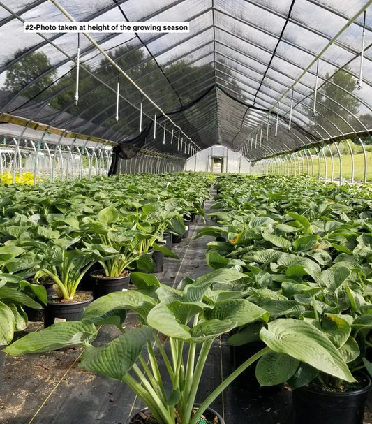 HOSTA SIEBOLDIANA `ELEGANS`