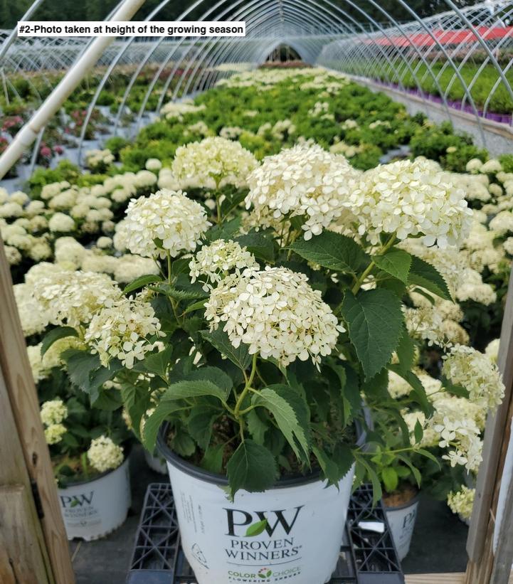 HYDRANGEA ARB. INVINCIBELLE `LIMETTA`
