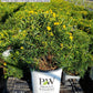 HYPERICUM X `SUNNY BOULEVARD`