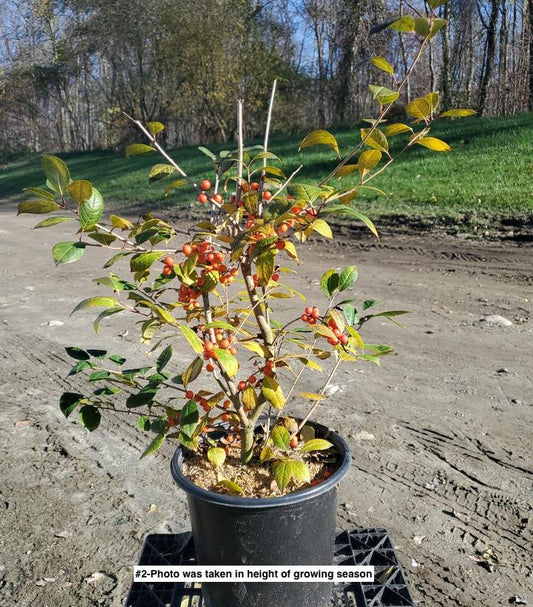 ILEX VERTICILLATA MAGICAL `SHOWTIME`