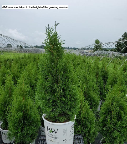 JUNIPERUS COMMUNIS `ALPINE CARPET`