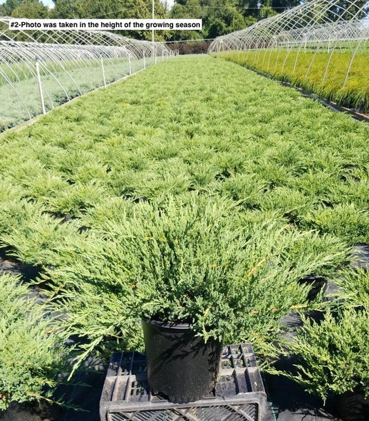 JUNIPERUS CHINENSIS `SARGENTII VIRIDIS`