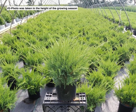 JUNIPERUS CHINENSIS `SEA GREEN`