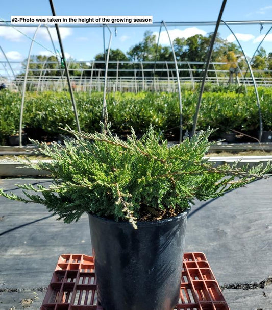 JUNIPERUS HORIZONTALIS `BLUE CHIP`