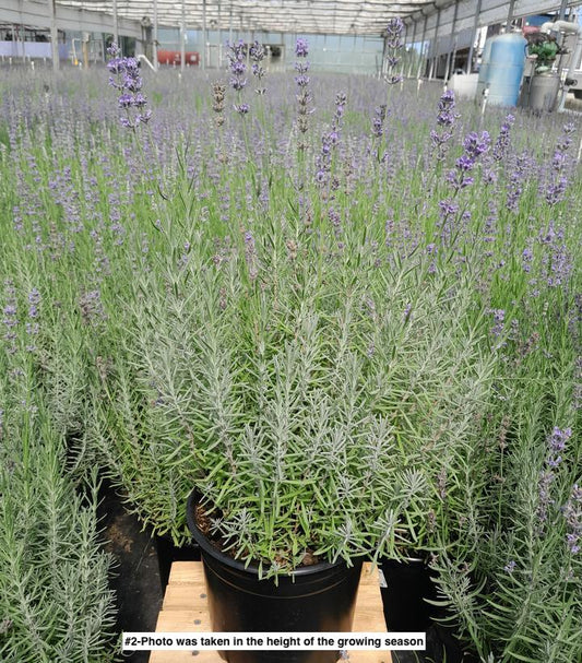 LAVANDULA ANGUSTIFOLIA `MUNSTEAD STRAIN`