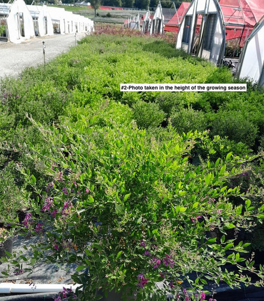 LESPEDEZA THUNBERGII `GIBRALTAR`