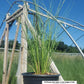 MISCANTHUS SINENSIS `GRACILLIMUS`