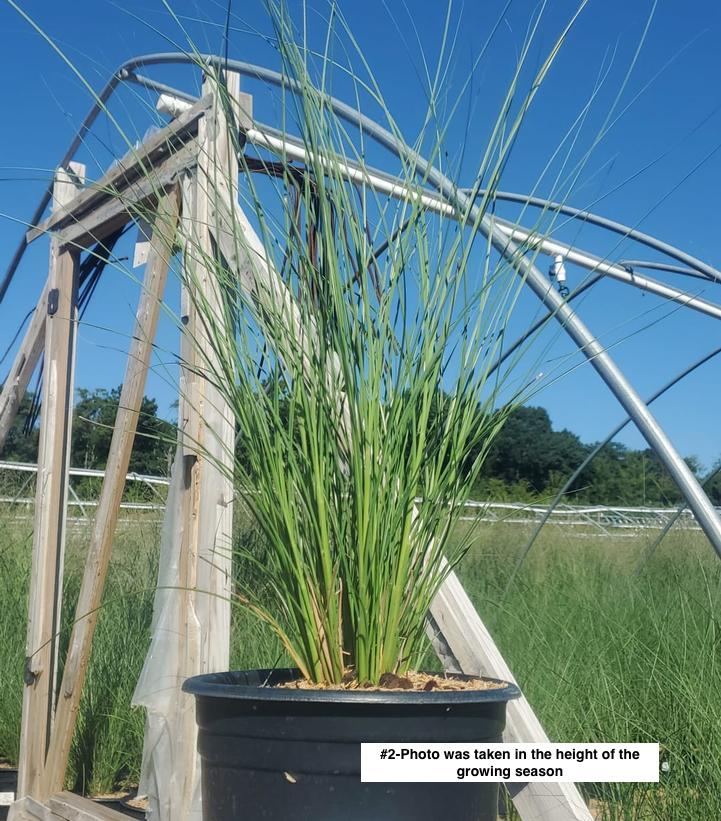 MISCANTHUS SINENSIS `GRACILLIMUS`