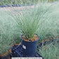 MISCANTHUS SINENSIS `MORNING LIGHT`