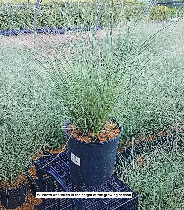 MISCANTHUS SINENSIS `MORNING LIGHT`