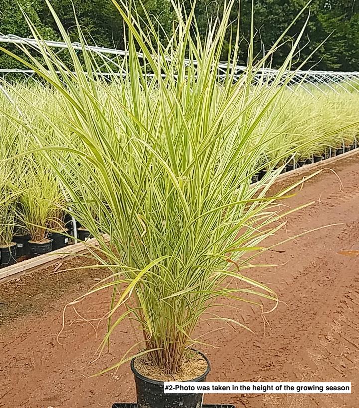 MISCANTHUS SINENSIS `RIGOLETTO`