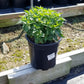 MONARDA SB `BUBBLEGUM BLAST`