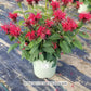 MONARDA DIDYMA `JACOB CLINE`