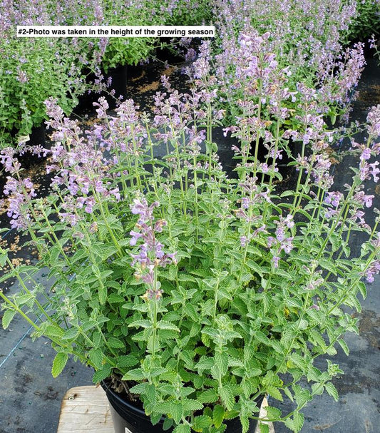 NEPETA `SIX HILLS GIANT`