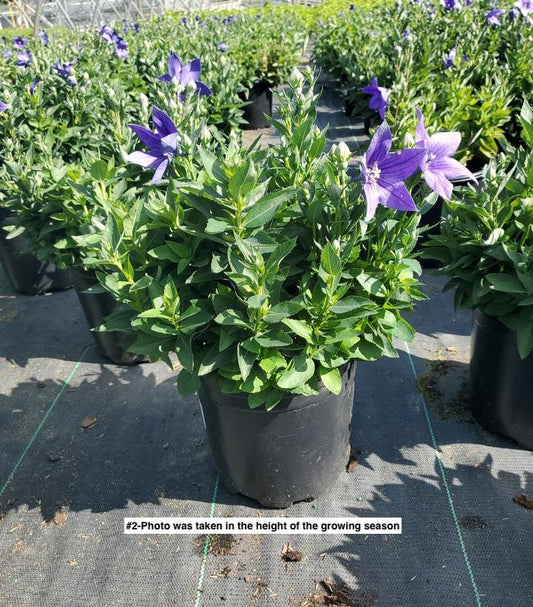 PLATYCODON GRANDIFLORUS `ASTRA BLUE`