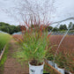 PANICUM PRAIRIE WINDS `CHEYENNE SKY`