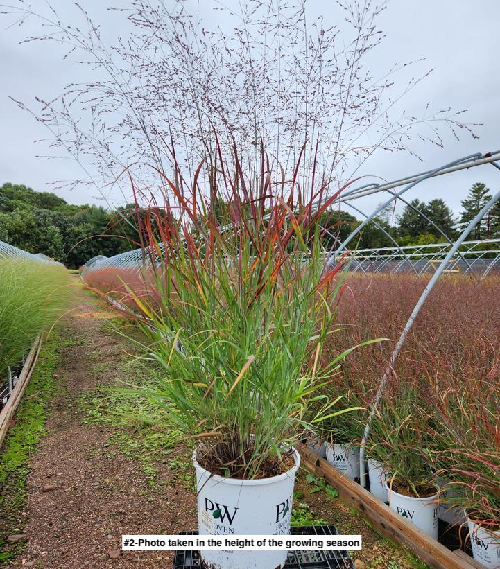 PANICUM PRAIRIE WINDS `CHEYENNE SKY`