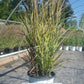 PANICUM PRAIRIE WINDS `APACHE ROSE`