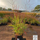 PANICUM VIRGATUM `RED FLAME`