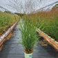 PANICUM VIRGATUM `SHENANDOAH`