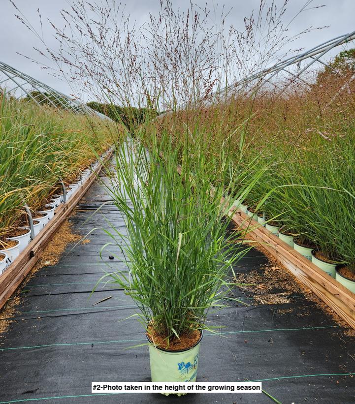 PANICUM VIRGATUM `SHENANDOAH`