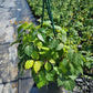 PARTHENOCISSUS TRICUSPIDATA