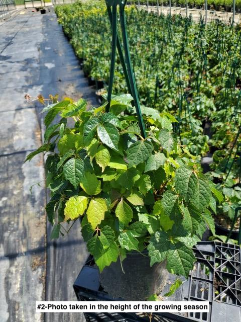 PARTHENOCISSUS TRICUSPIDATA