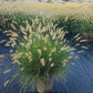 PENNISETUM ALOPECUROIDES `HAMELN`
