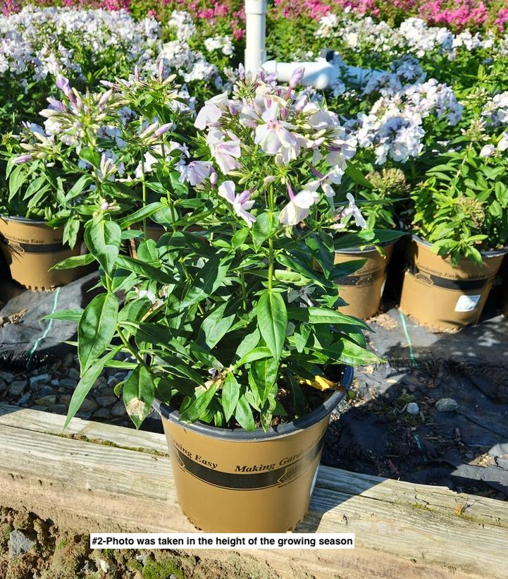 PHLOX `VOLCANO LILAC SPLASH`