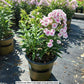 PHLOX `VOLCANO SOFT PINK/DARK EYE`