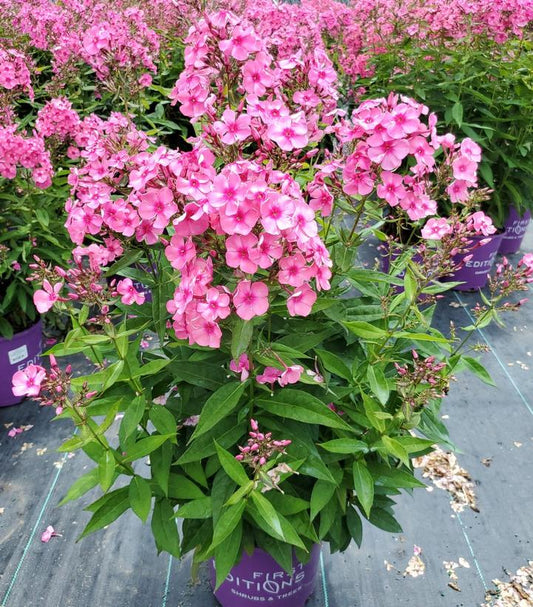 PHLOX PANICULATA `BUBBLEGUM PINK`