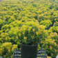PIERIS JAPONICA `CAVATINE`