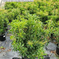 PIERIS JAPONICA `DOROTHY WYCOFF`